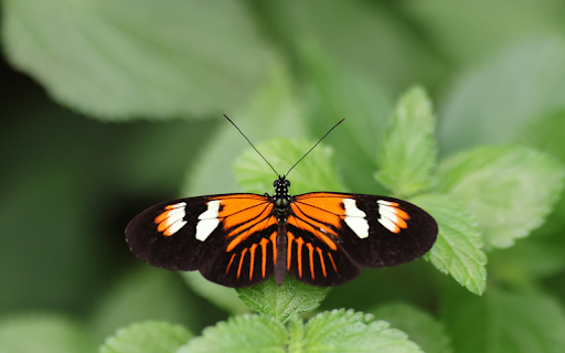 Multicolored butterflies from Chrome web store to be run with OffiDocs Chromium online Multicolored butterflies from Chrome web store to be run with OffiDocs Chromium online