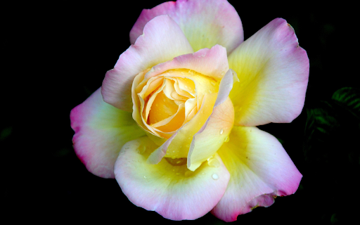 Multicolored Rose from Chrome web store to be run with OffiDocs Chromium online Multicolored Rose from Chrome web store to be run with OffiDocs Chromium online