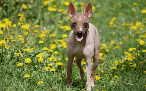 Muscular Dog from Chrome web store to be run with OffiDocs Chromium online Muscular Dog from Chrome web store to be run with OffiDocs Chromium online