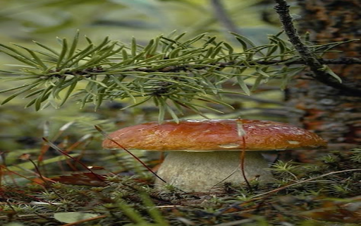 Mushroom in the forest wallpaper from Chrome web store to be run with OffiDocs Chromium online Mushroom in the forest wallpaper from Chrome web store to be run with OffiDocs Chromium online