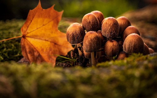 Mushrooms and yellow leaves from Chrome web store to be run with OffiDocs Chromium online Mushrooms and yellow leaves from Chrome web store to be run with OffiDocs Chromium online