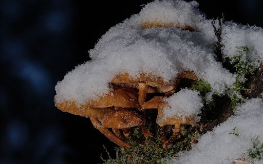 Mushrooms in the snow from Chrome web store to be run with OffiDocs Chromium online Mushrooms in the snow from Chrome web store to be run with OffiDocs Chromium online