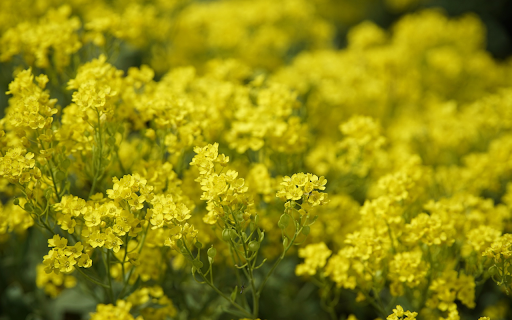 Mustard flowers bloom brilliantly from Chrome web store to be run with OffiDocs Chromium online Mustard flowers bloom brilliantly from Chrome web store to be run with OffiDocs Chromium online