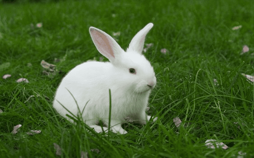 New Zealand white rabbit wallpaper from Chrome web store to be run with OffiDocs Chromium online New Zealand white rabbit wallpaper from Chrome web store to be run with OffiDocs Chromium online