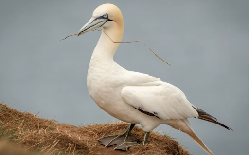 Northern Gannet: The Elegant Diver of the Sea from Chrome web store to be run with OffiDocs Chromium online Northern Gannet: The Elegant Diver of the Sea from Chrome web store to be run with OffiDocs Chromium online