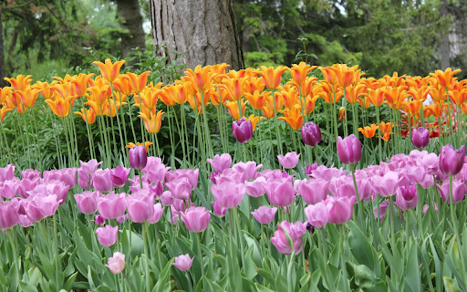 Orange and Purple Tulips from Chrome web store to be run with OffiDocs Chromium online Orange and Purple Tulips from Chrome web store to be run with OffiDocs Chromium online