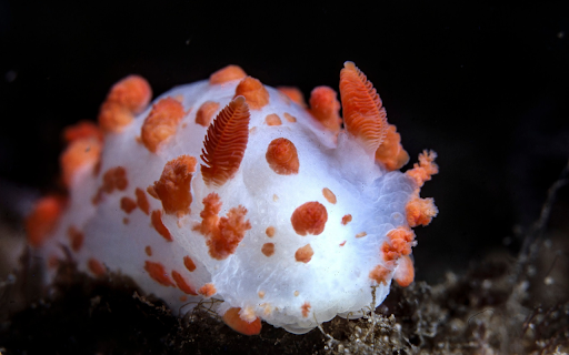 Orange and white snail from Chrome web store to be run with OffiDocs Chromium online Orange and white snail from Chrome web store to be run with OffiDocs Chromium online