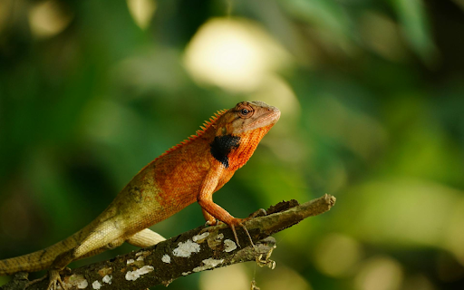 orange brown lizard from Chrome web store to be run with OffiDocs Chromium online orange brown lizard from Chrome web store to be run with OffiDocs Chromium online