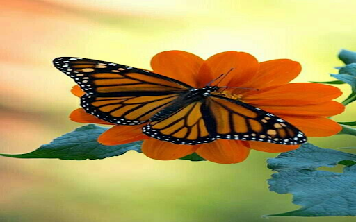 Orange butterfly pea flower wallpaper from Chrome web store to be run with OffiDocs Chromium online Orange butterfly pea flower wallpaper from Chrome web store to be run with OffiDocs Chromium online