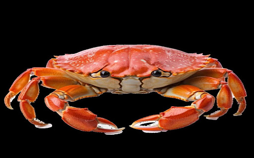 orange crab wallpaper from Chrome web store to be run with OffiDocs Chromium online orange crab wallpaper from Chrome web store to be run with OffiDocs Chromium online