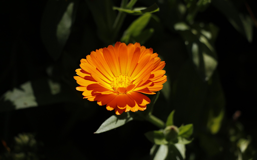 Orange Flower from Chrome web store to be run with OffiDocs Chromium online Orange Flower from Chrome web store to be run with OffiDocs Chromium online