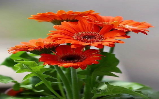 Orange gerbera wallpaper from Chrome web store to be run with OffiDocs Chromium online Orange gerbera wallpaper from Chrome web store to be run with OffiDocs Chromium online
