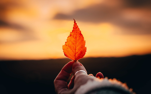Orange leaf from Chrome web store to be run with OffiDocs Chromium online Orange leaf from Chrome web store to be run with OffiDocs Chromium online