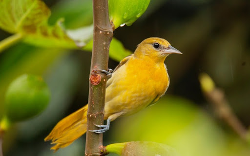 ORIOLE THEME from Chrome web store to be run with OffiDocs Chromium online ORIOLE THEME from Chrome web store to be run with OffiDocs Chromium online