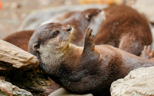 Otter from Chrome web store to be run with OffiDocs Chromium online Otter from Chrome web store to be run with OffiDocs Chromium online