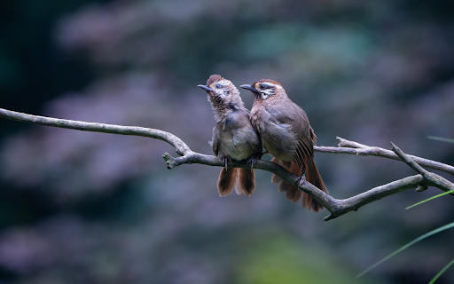 Pair of birds side by side from Chrome web store to be run with OffiDocs Chromium online Pair of birds side by side from Chrome web store to be run with OffiDocs Chromium online