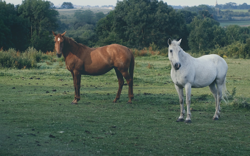 Pair of brown and white horses from Chrome web store to be run with OffiDocs Chromium online Pair of brown and white horses from Chrome web store to be run with OffiDocs Chromium online