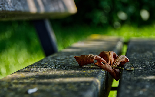 Park bench and leaf from Chrome web store to be run with OffiDocs Chromium online Park bench and leaf from Chrome web store to be run with OffiDocs Chromium online