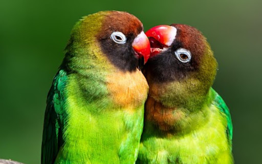 PARROTS Theme from Chrome web store to be run with OffiDocs Chromium online PARROTS Theme from Chrome web store to be run with OffiDocs Chromium online