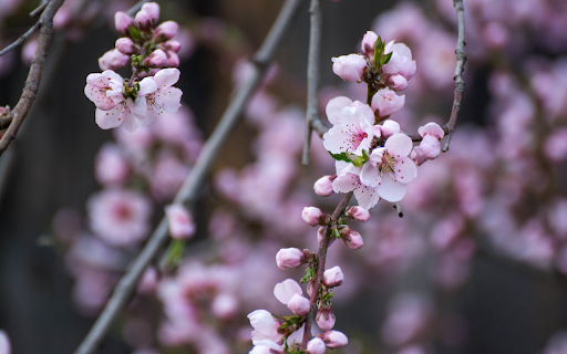 Peach branches bloom from Chrome web store to be run with OffiDocs Chromium online Peach branches bloom from Chrome web store to be run with OffiDocs Chromium online