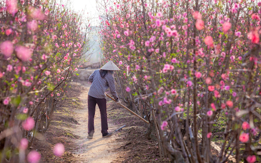 peach tree care from Chrome web store to be run with OffiDocs Chromium online peach tree care from Chrome web store to be run with OffiDocs Chromium online