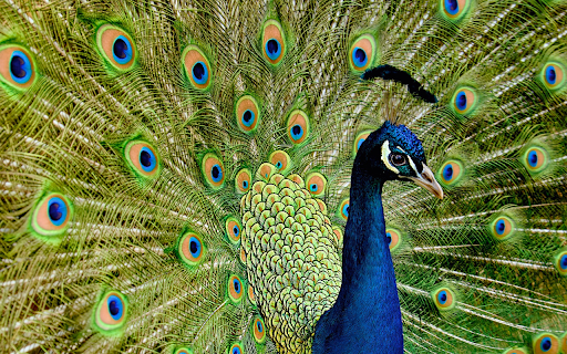 Peacock and the spread cage from Chrome web store to be run with OffiDocs Chromium online Peacock and the spread cage from Chrome web store to be run with OffiDocs Chromium online