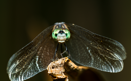Pearl eyed dragonfly from Chrome web store to be run with OffiDocs Chromium online Pearl eyed dragonfly from Chrome web store to be run with OffiDocs Chromium online