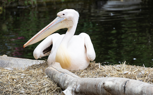 Pelican Lying by the Lake from Chrome web store to be run with OffiDocs Chromium online Pelican Lying by the Lake from Chrome web store to be run with OffiDocs Chromium online