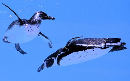 Penguin underwater swim from Chrome web store to be run with OffiDocs Chromium online Penguin underwater swim from Chrome web store to be run with OffiDocs Chromium online