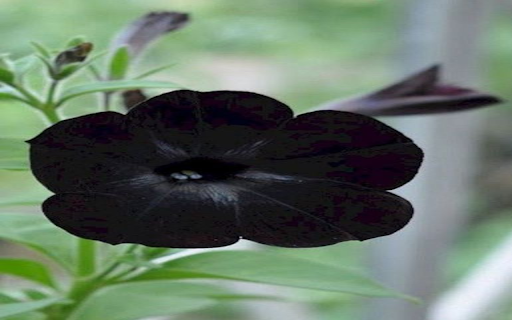 Petunia Black Velvet wallpaper from Chrome web store to be run with OffiDocs Chromium online Petunia Black Velvet wallpaper from Chrome web store to be run with OffiDocs Chromium online