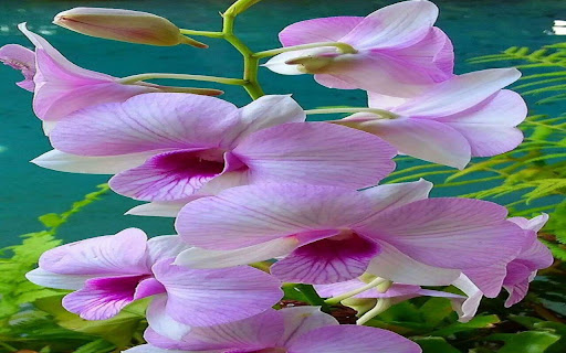 Phalaenopsis orchid wallpaper from Chrome web store to be run with OffiDocs Chromium online Phalaenopsis orchid wallpaper from Chrome web store to be run with OffiDocs Chromium online
