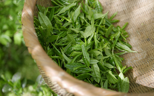 Pick green tea leaves from Chrome web store to be run with OffiDocs Chromium online Pick green tea leaves from Chrome web store to be run with OffiDocs Chromium online