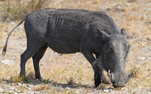 Pig and fang from Chrome web store to be run with OffiDocs Chromium online Pig and fang from Chrome web store to be run with OffiDocs Chromium online