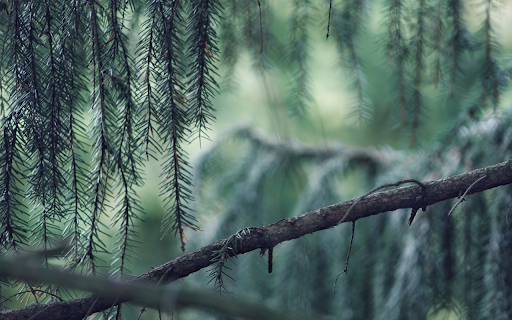 Pine branches from Chrome web store to be run with OffiDocs Chromium online Pine branches from Chrome web store to be run with OffiDocs Chromium online