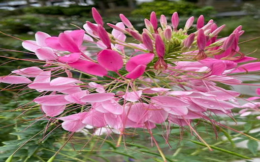Pink amaryllis wallpaper from Chrome web store to be run with OffiDocs Chromium online Pink amaryllis wallpaper from Chrome web store to be run with OffiDocs Chromium online