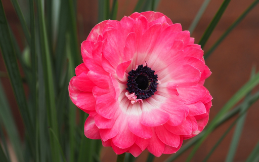 pink anemone from Chrome web store to be run with OffiDocs Chromium online pink anemone from Chrome web store to be run with OffiDocs Chromium online