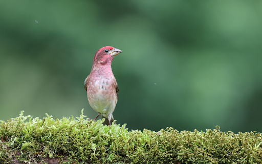 Pink Bird from Chrome web store to be run with OffiDocs Chromium online Pink Bird from Chrome web store to be run with OffiDocs Chromium online
