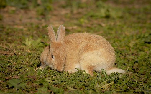 Pink brown rabbit from Chrome web store to be run with OffiDocs Chromium online Pink brown rabbit from Chrome web store to be run with OffiDocs Chromium online