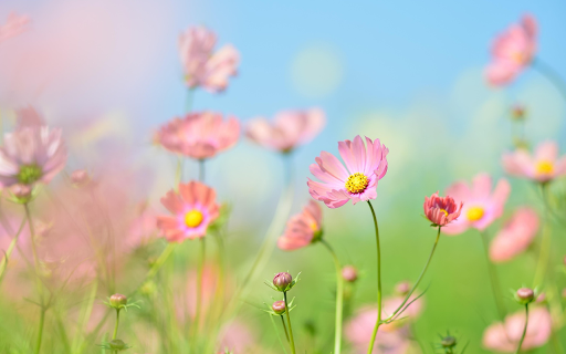 Pink chrysanthemum garden from Chrome web store to be run with OffiDocs Chromium online Pink chrysanthemum garden from Chrome web store to be run with OffiDocs Chromium online