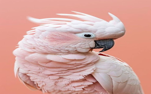 pink cockatoo wallpaper from Chrome web store to be run with OffiDocs Chromium online pink cockatoo wallpaper from Chrome web store to be run with OffiDocs Chromium online
