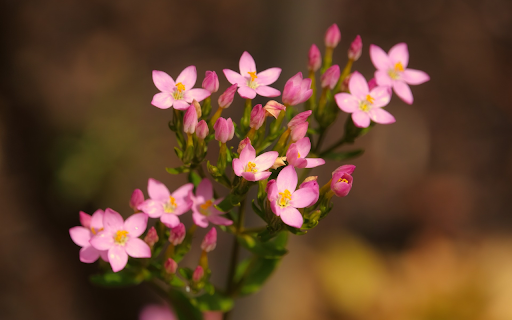 Pink flower bouquet from Chrome web store to be run with OffiDocs Chromium online Pink flower bouquet from Chrome web store to be run with OffiDocs Chromium online