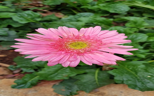 Pink Gerbera Wallpaper from Chrome web store to be run with OffiDocs Chromium online Pink Gerbera Wallpaper from Chrome web store to be run with OffiDocs Chromium online