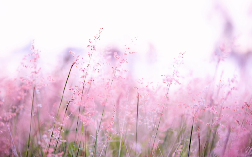 Pink Haze, Grass Whispers Softly from Chrome web store to be run with OffiDocs Chromium online Pink Haze, Grass Whispers Softly from Chrome web store to be run with OffiDocs Chromium online