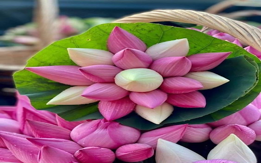 Pink lotus bouquet wallpaper from Chrome web store to be run with OffiDocs Chromium online Pink lotus bouquet wallpaper from Chrome web store to be run with OffiDocs Chromium online