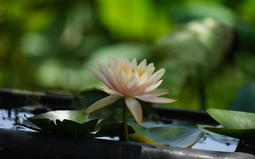 Pink Orange Water Lily Pot from Chrome web store to be run with OffiDocs Chromium online Pink Orange Water Lily Pot from Chrome web store to be run with OffiDocs Chromium online