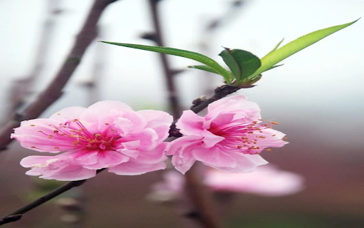 pink peach blossom wallpaper from Chrome web store to be run with OffiDocs Chromium online pink peach blossom wallpaper from Chrome web store to be run with OffiDocs Chromium online