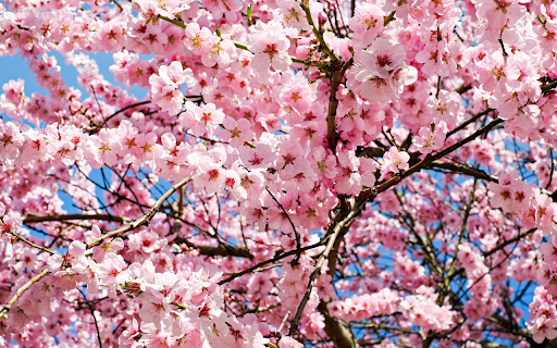 Pink peach tree from Chrome web store to be run with OffiDocs Chromium online Pink peach tree from Chrome web store to be run with OffiDocs Chromium online