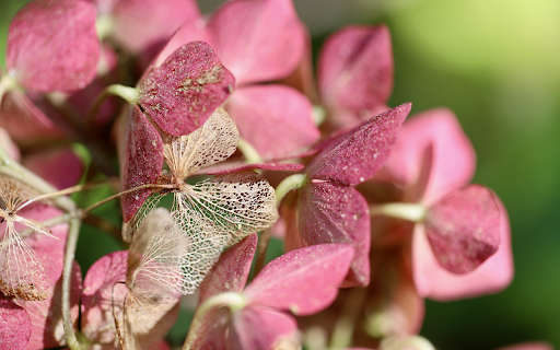 Pink purple flowers from Chrome web store to be run with OffiDocs Chromium online Pink purple flowers from Chrome web store to be run with OffiDocs Chromium online
