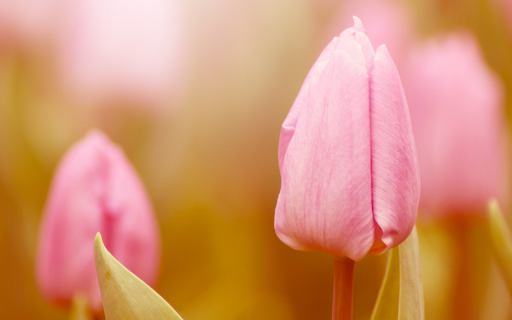 Pink Tulip Glow from Chrome web store to be run with OffiDocs Chromium online Pink Tulip Glow from Chrome web store to be run with OffiDocs Chromium online