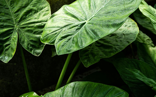 Plant with Big Green Leaves from Chrome web store to be run with OffiDocs Chromium online Plant with Big Green Leaves from Chrome web store to be run with OffiDocs Chromium online